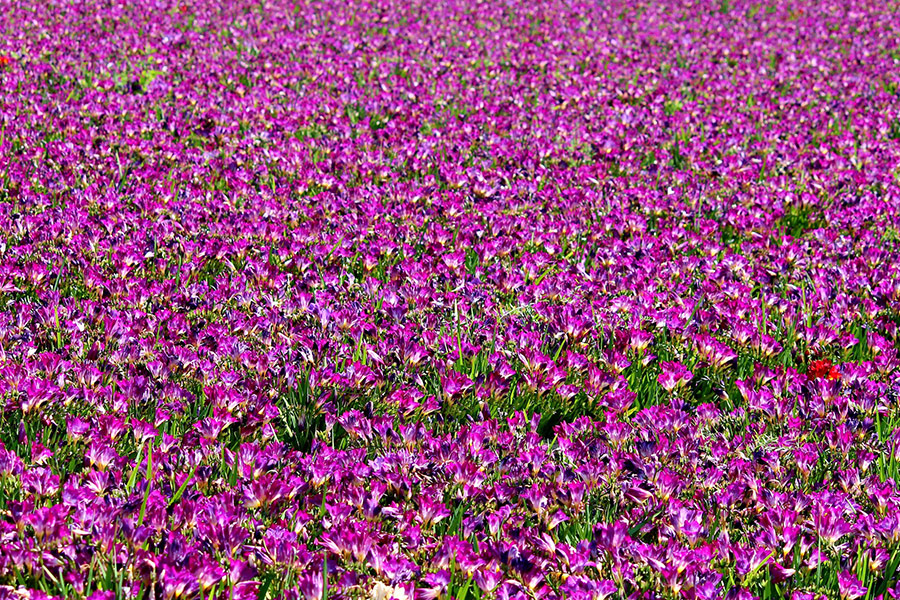 Field of purple freesia