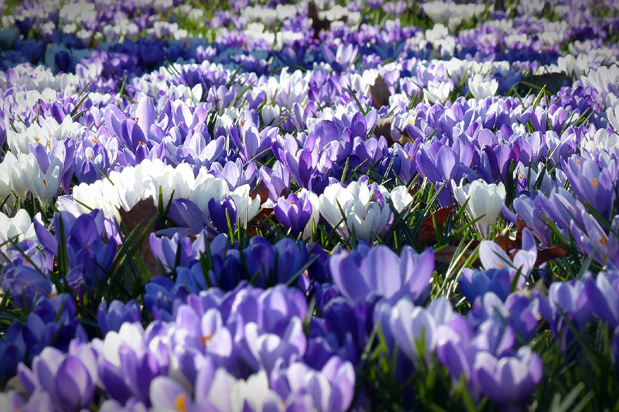 Crocus flowers spring time