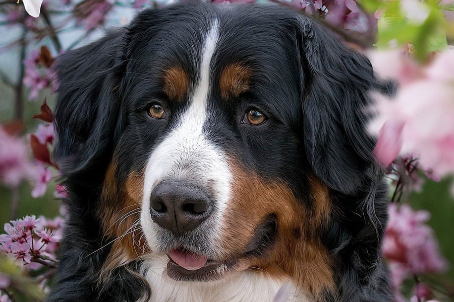 Bernese mountain dog