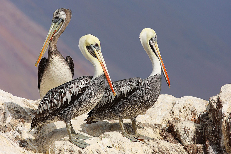 Pelican birds