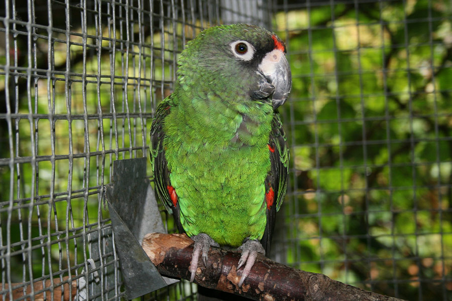 Jardine parrot