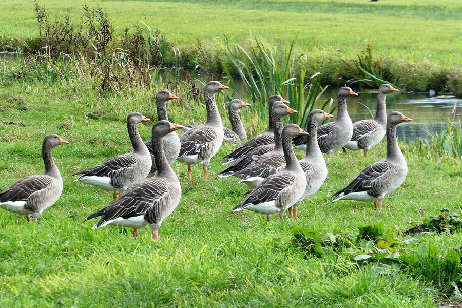 Waterfowl geese group