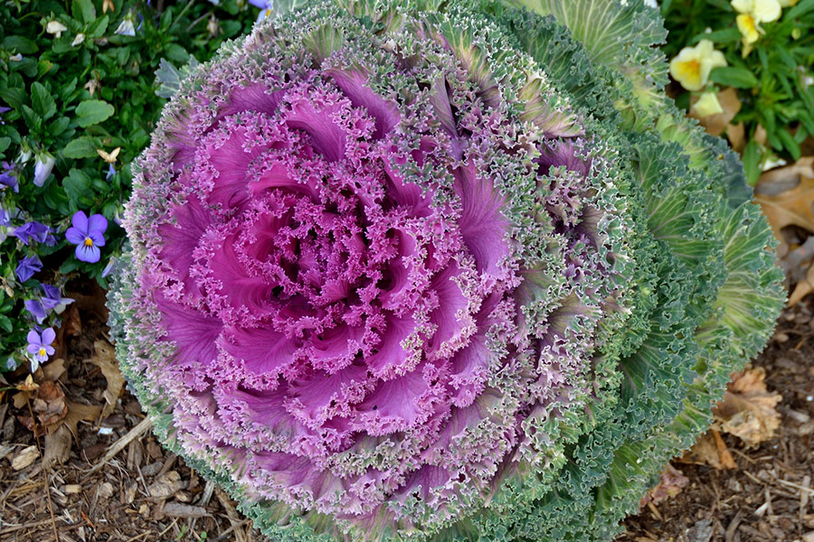 Kale natural healthy vegetables