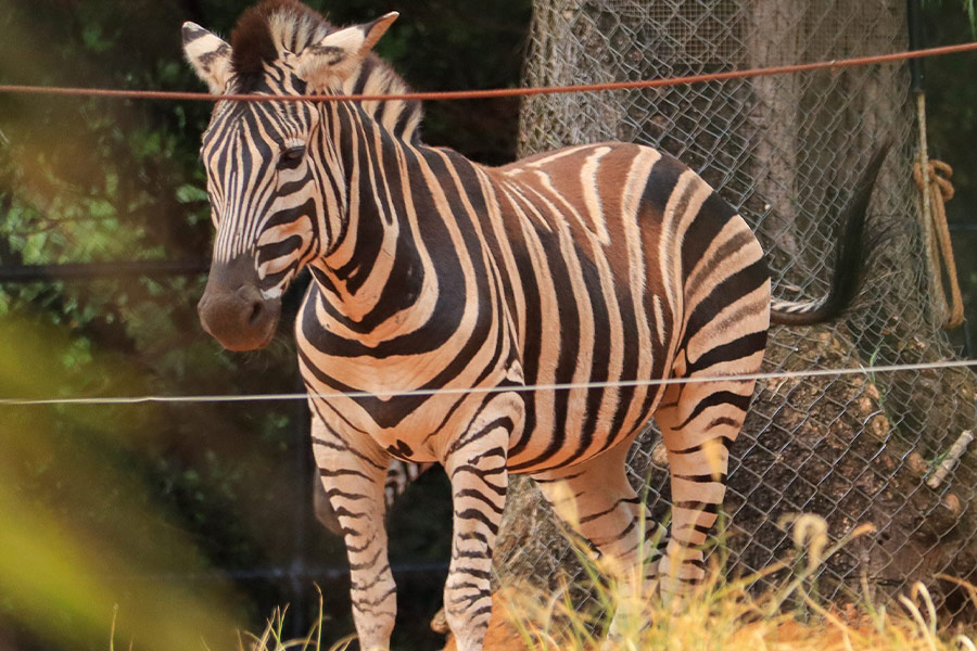Four legs zebra and stripes