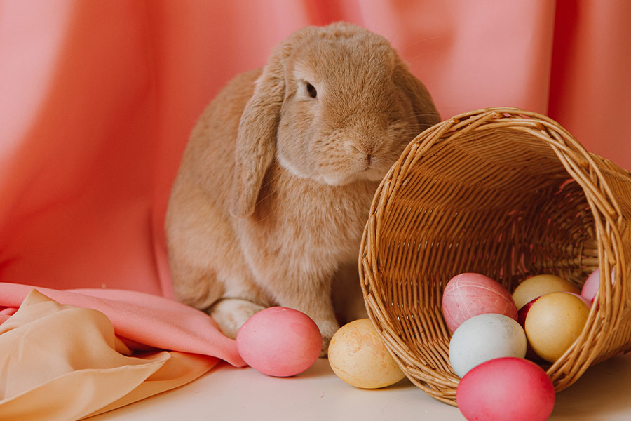 Colorful eggs bunny and basket