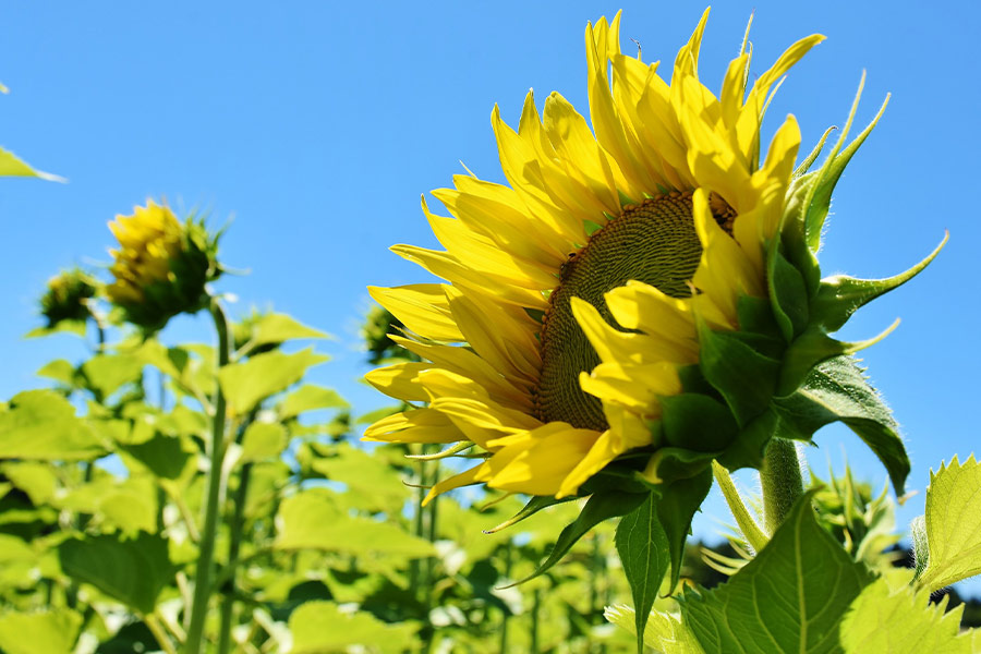 Flowering sunflower
