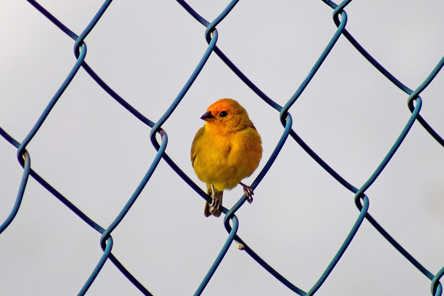 Plumage bird fencing