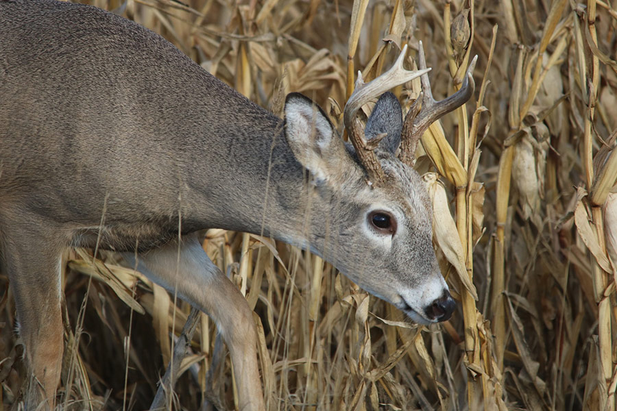 White tail deer
