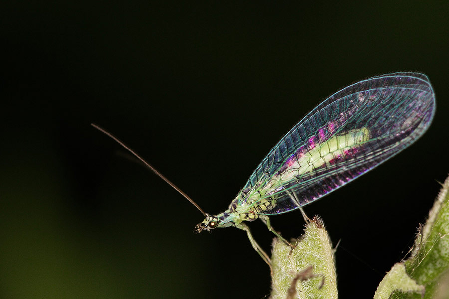Lacewing insect