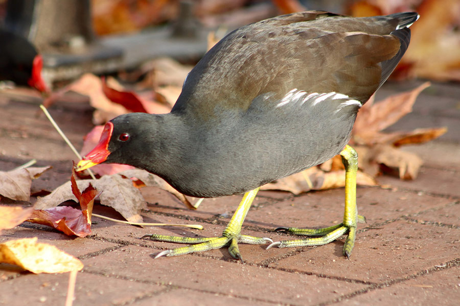 Ralle green footed moorhen