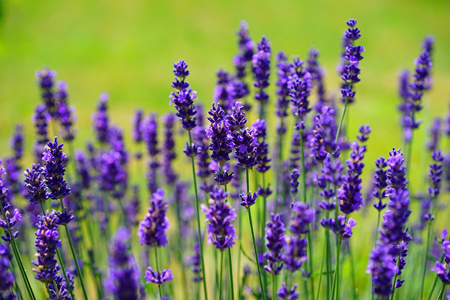 Purple lavender flowers