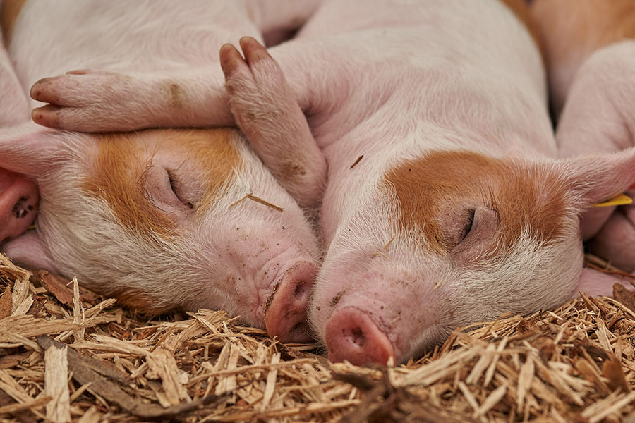 Sweet sleeping piglets
