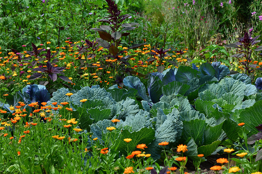 White cabbage growing