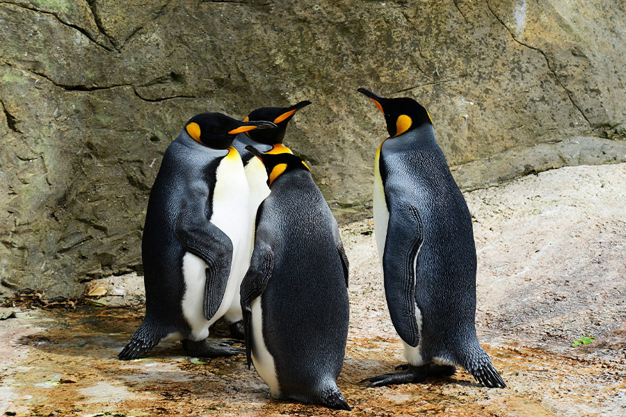 King penguins