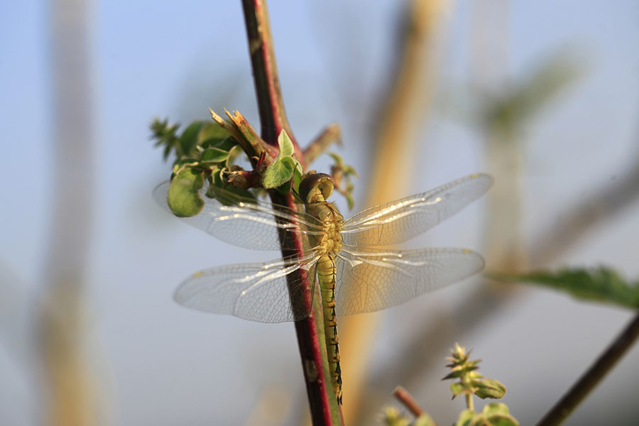 Odonata dragonfly