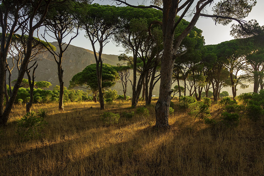 Greece landscape forest