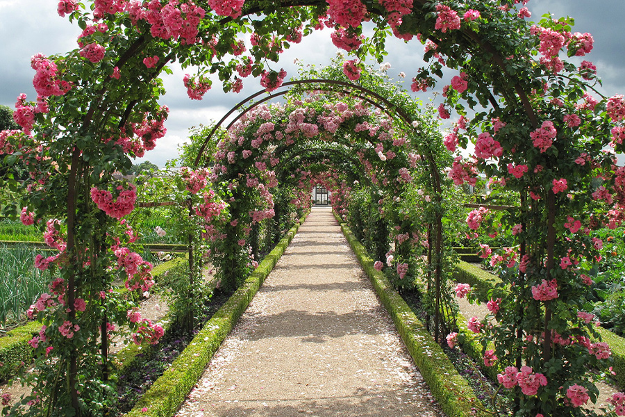 Fredensborg roses espalier
