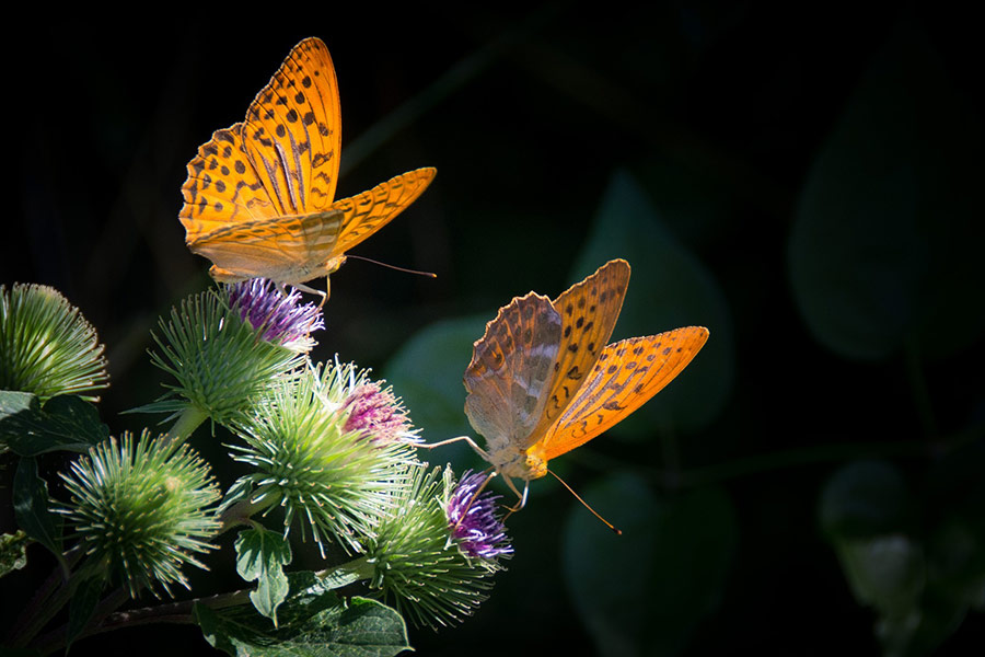 Silvery mother of pearl butterfly
