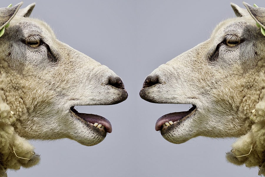 Sheeps bleat communication