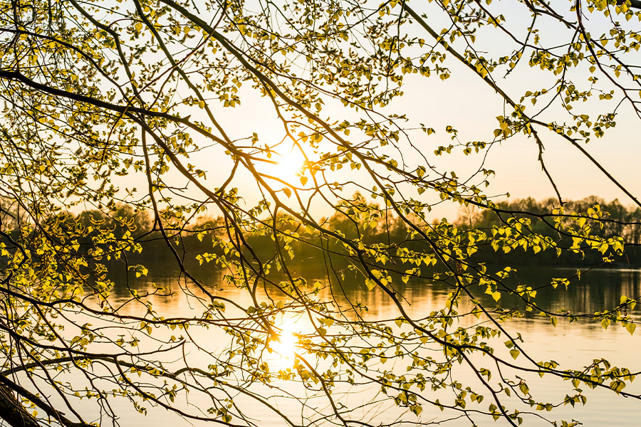 Small leaves growing