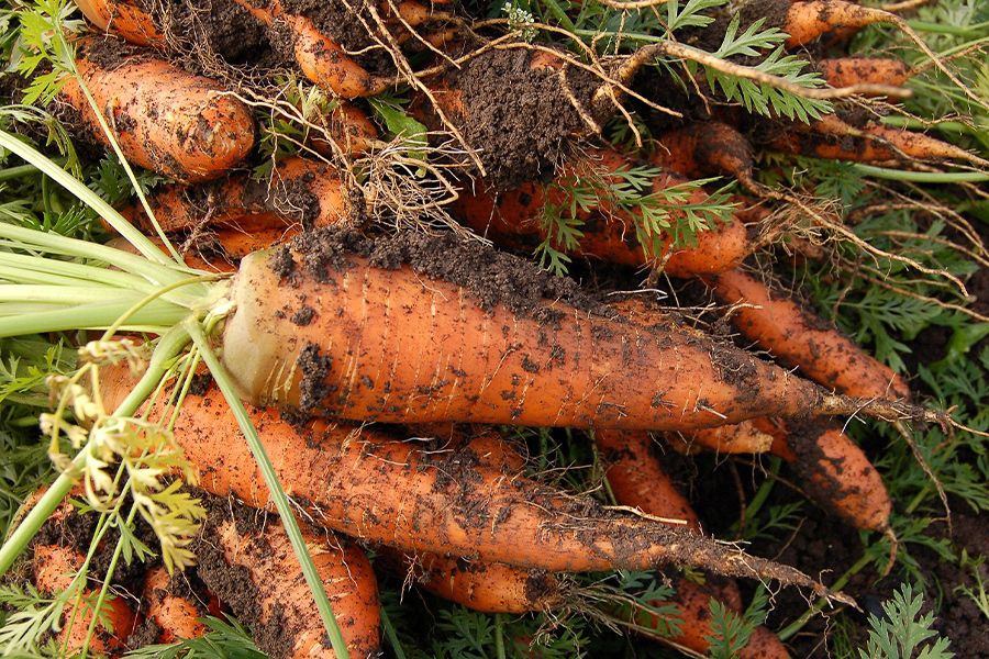 Harvest carrots vegetables