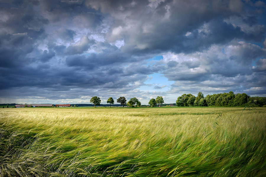 Cereals grain field