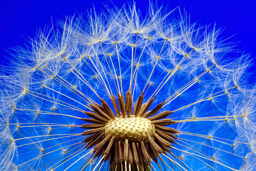 Close up dandelion plant
