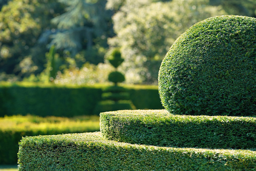 Garden hedge bush cut