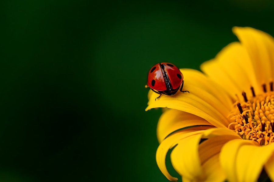Lady bird red beetle