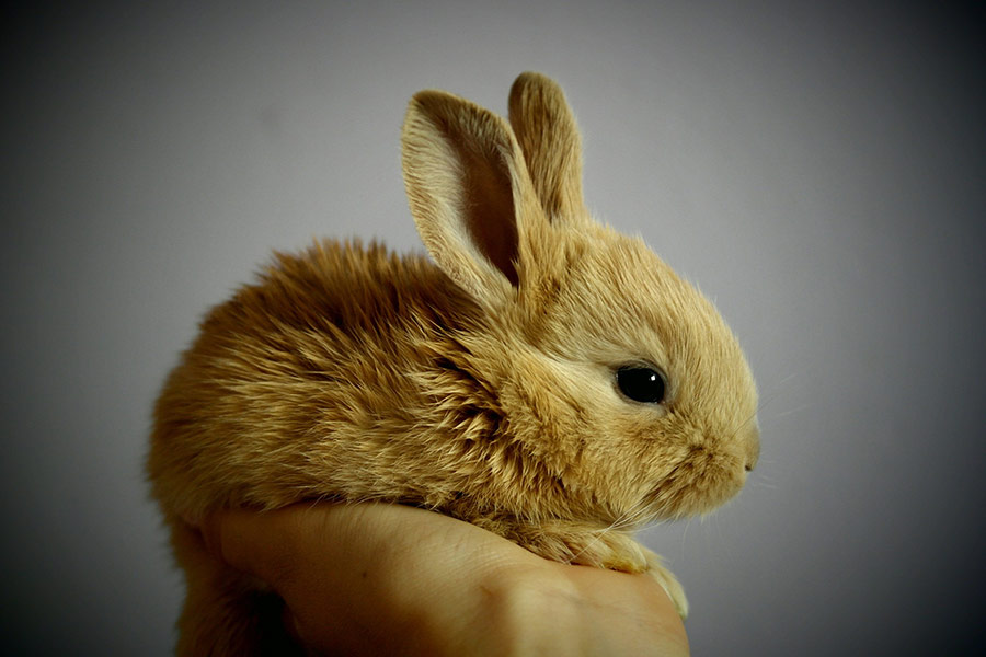 Baby rabbit