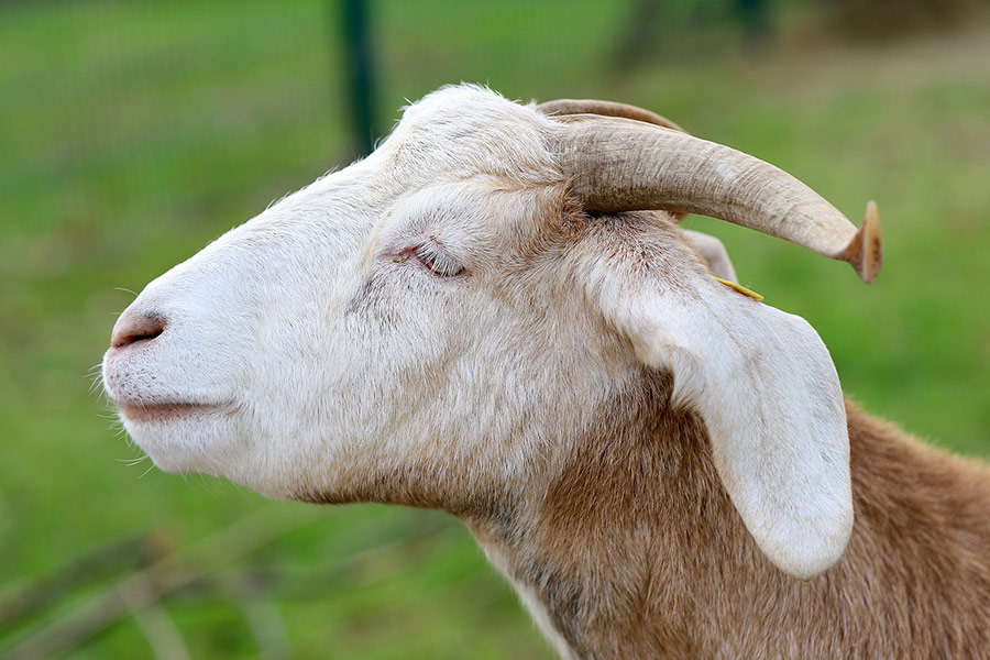 Goat with small horns