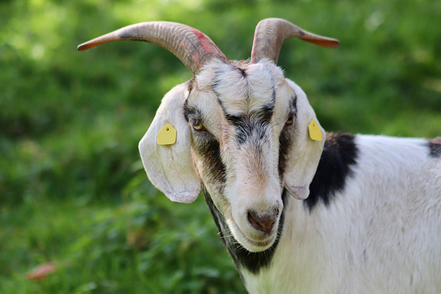 Horned goat