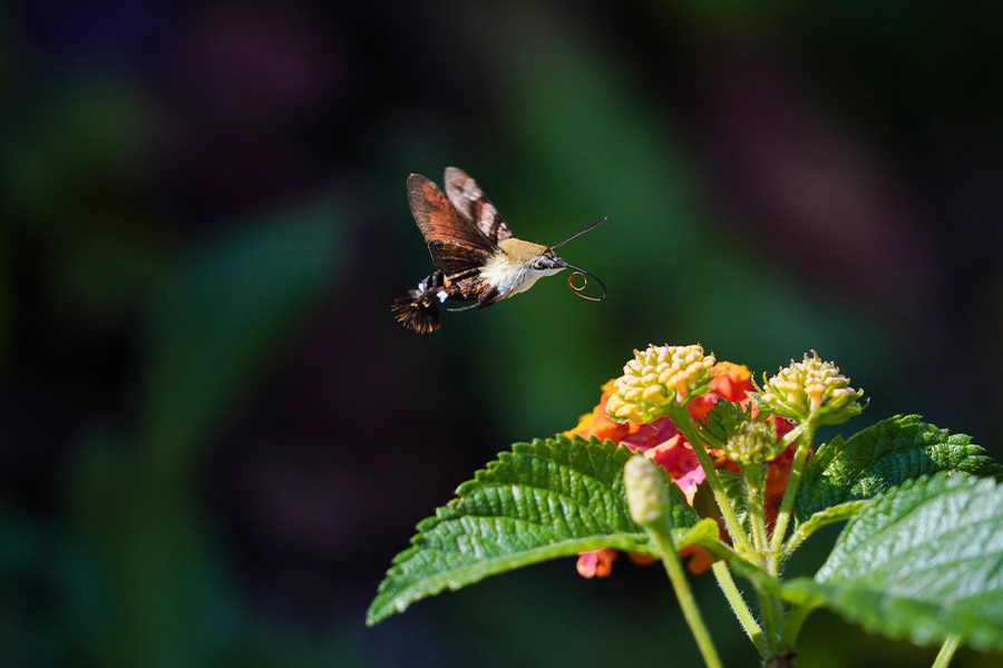 Macro butterfly insects