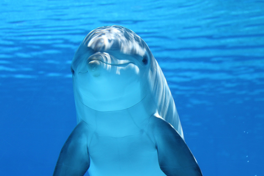 Dolphin ocean animal