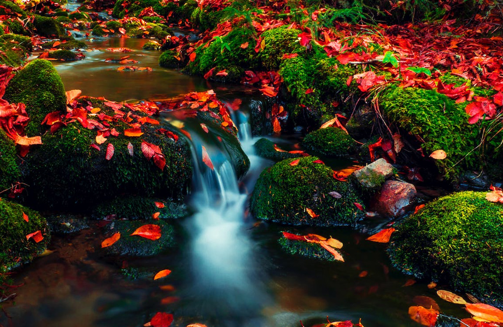 Water with red leaves