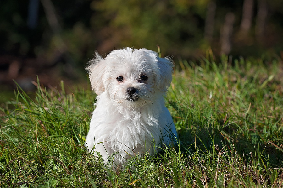 Maltese puppy