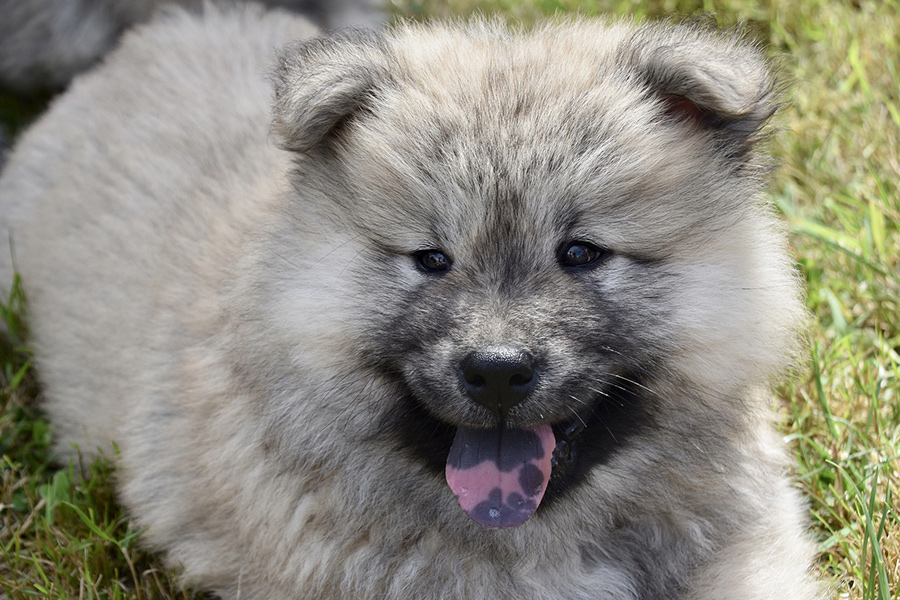 Eurasier puppy
