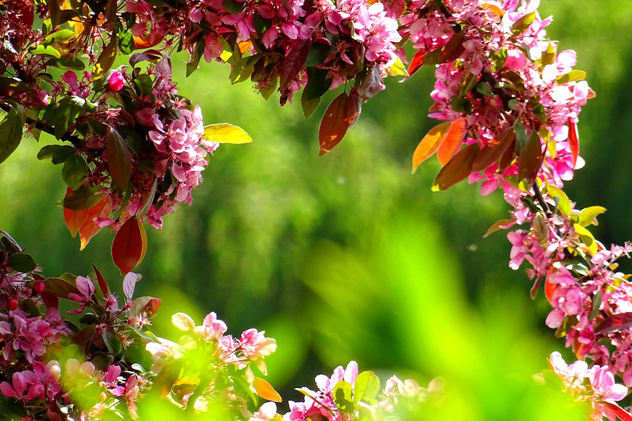 Purple petals flowers