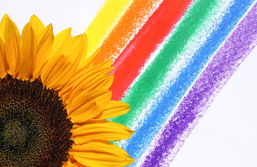 sunflower with colors