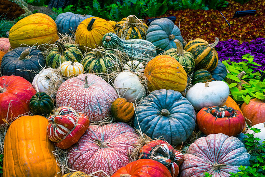 Colorful vegetable pumpkin