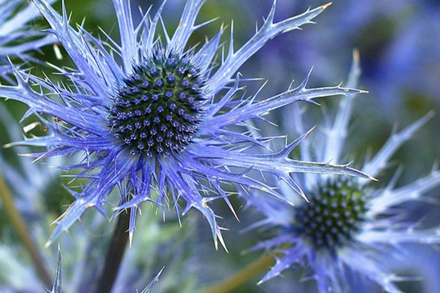Alpine sea holly flowers