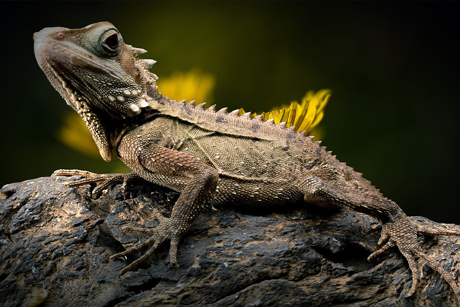 Forest dragon lizard