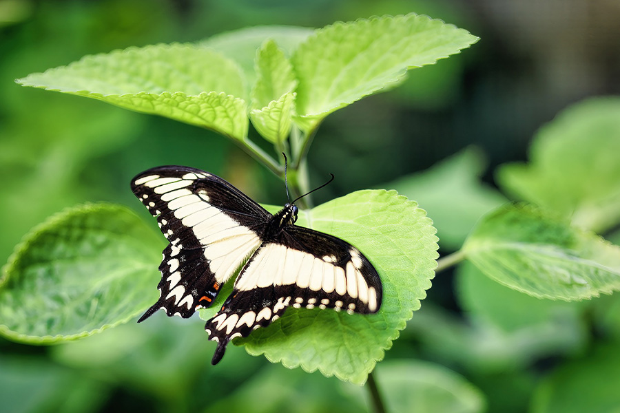 Ornythion swallowtail butterfly