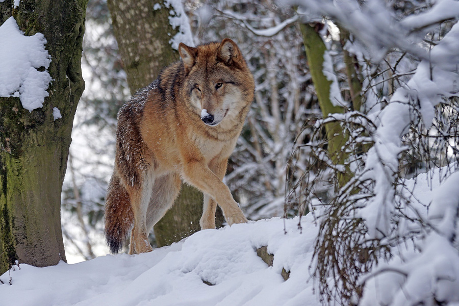 Mongolian wolf winter hunting