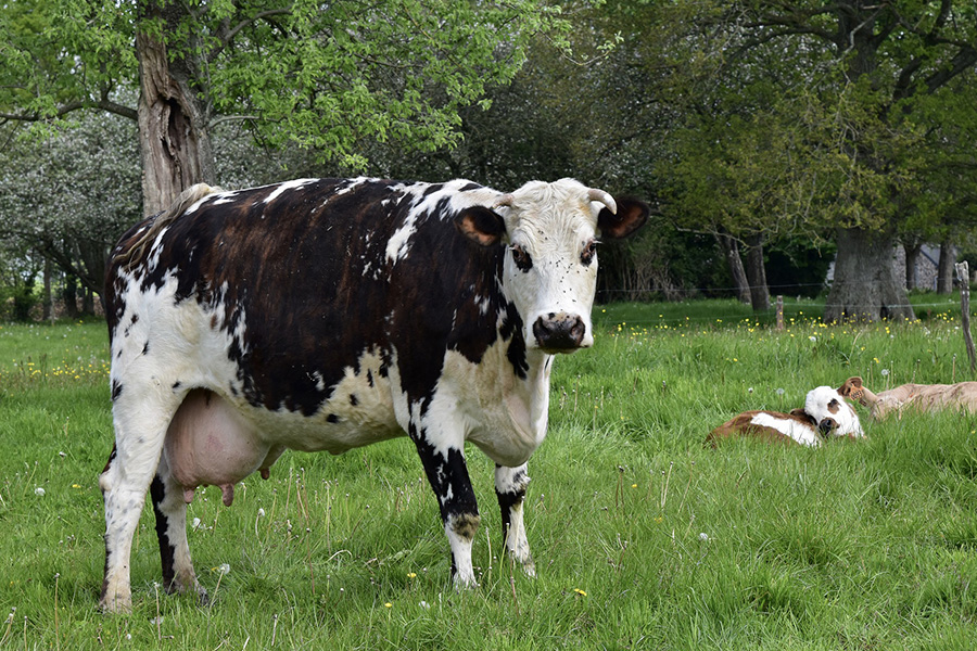 Cow cattle livestock