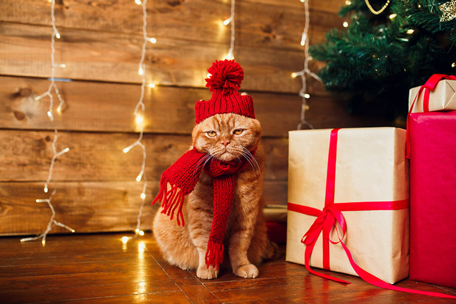 Red british cat knitted hat and scarf