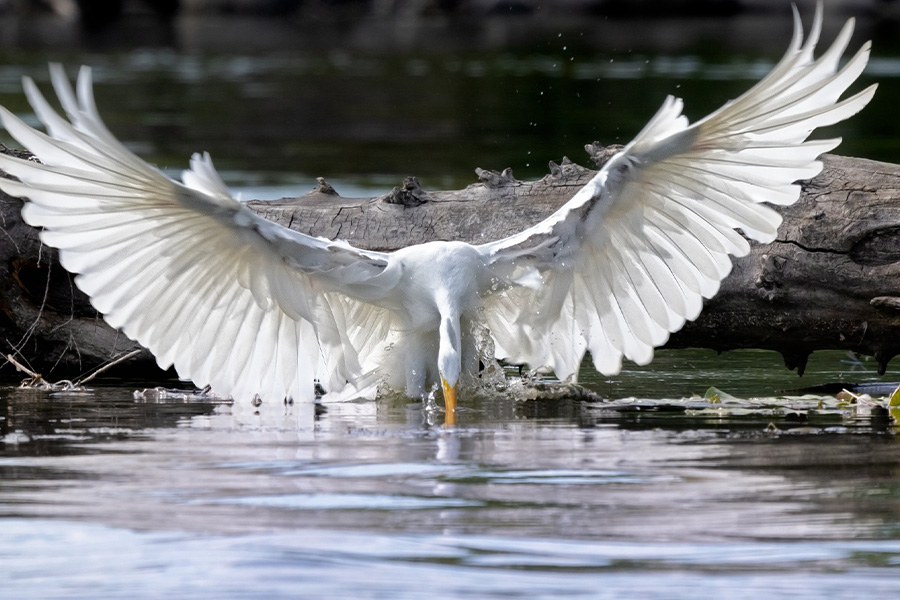 Egret bird hunting
