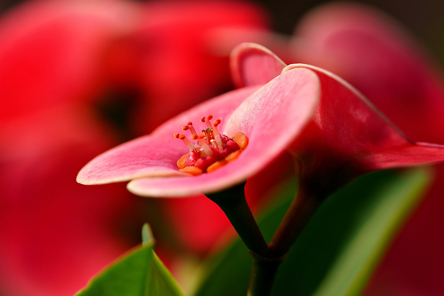 Euphorbia millii flower