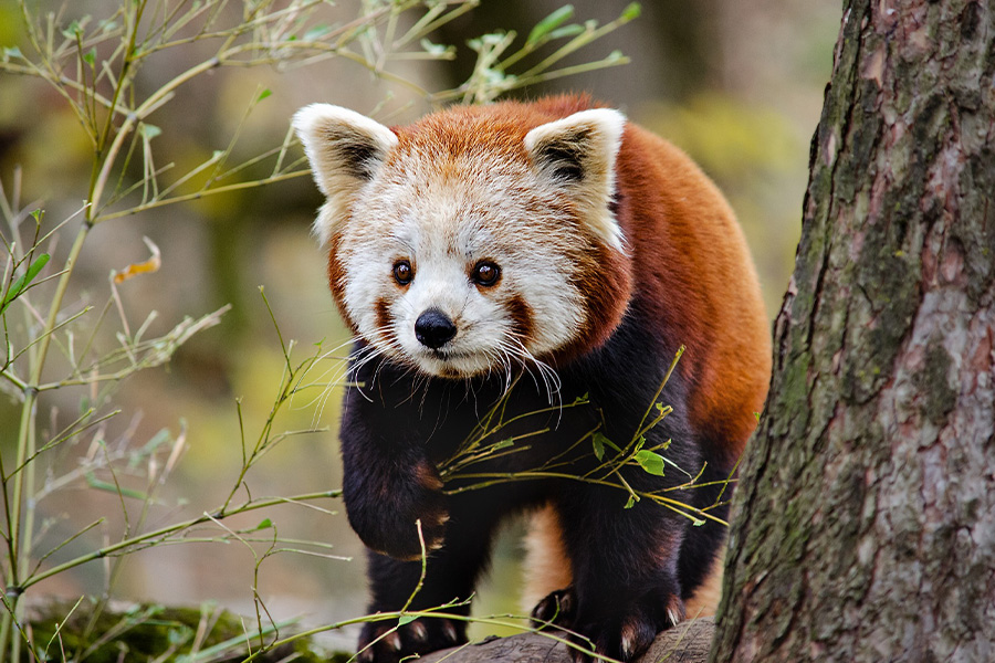 Red little cat panda bear