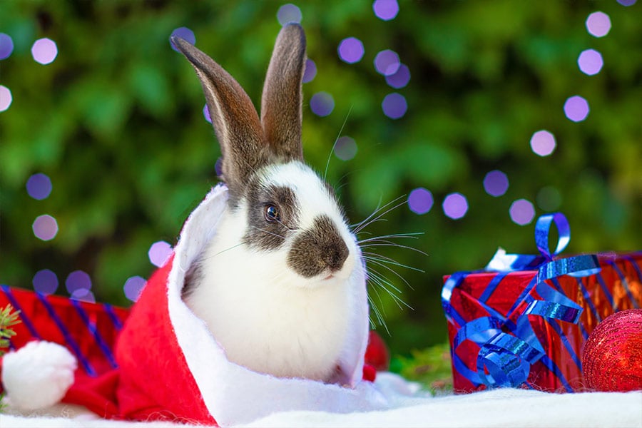 Baby rabbit in santa claus hat